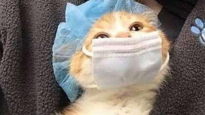 Kedilerin huzur verici bir varlık olduğuna inanıyor musunuz?