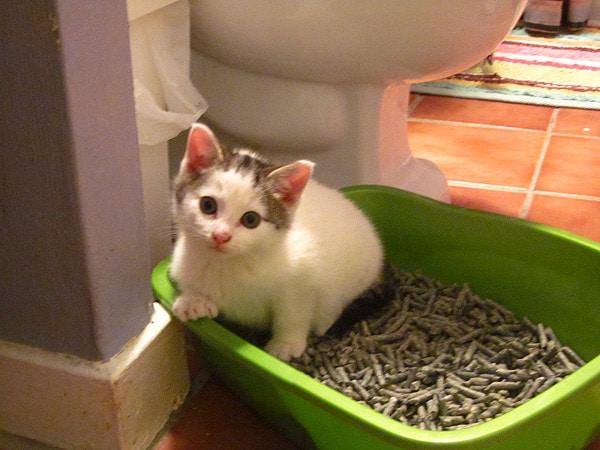 kedi ishal oldu ne yedirmeliyim