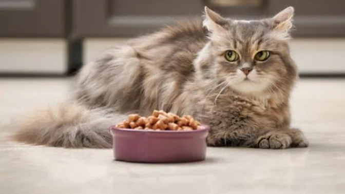 Kedim ishal oldu, ama halsiz değil. Kedi ishaline ne iyi gelir?