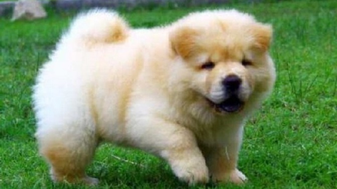 Köpek almak istiyorum ancak büyümeyen cins ne önerirsiniz?