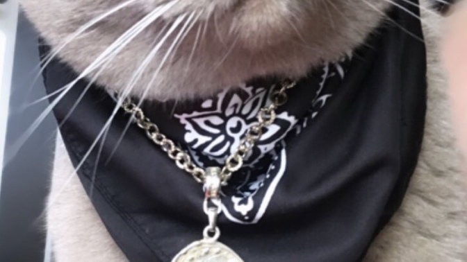 Bu kedi niye bu kadar süslü sizce?