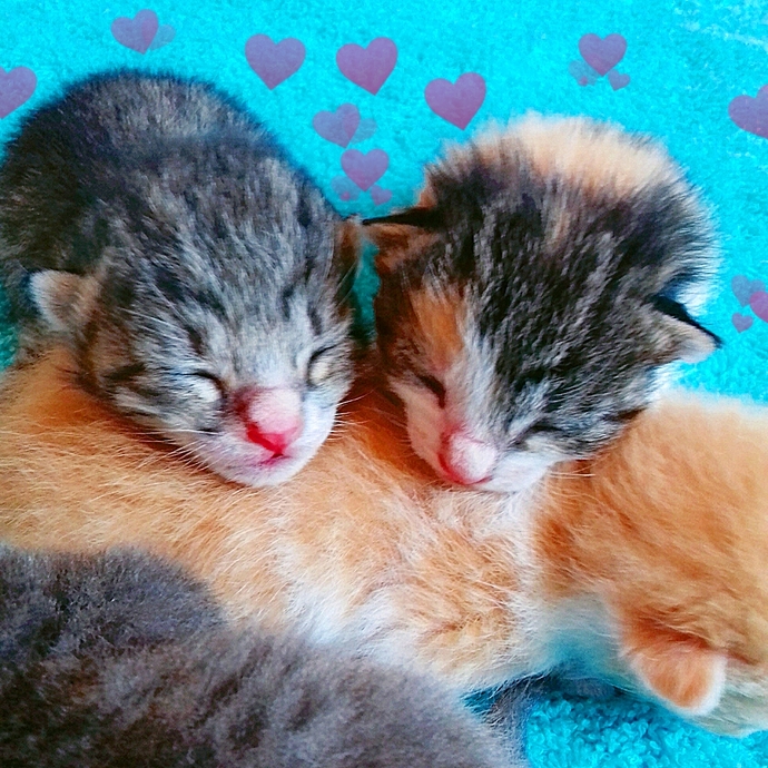 Galerinizdeki en son fotoğraf ne?