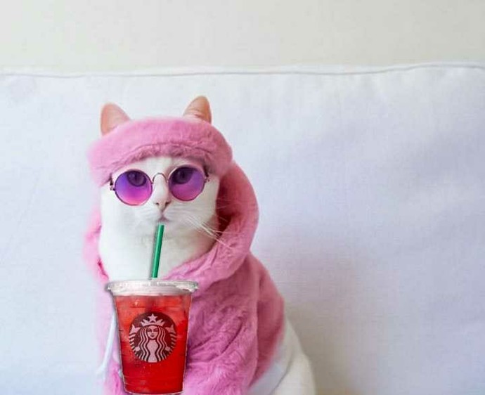 Starbuckstan içecek almak çok havalı değil mi?