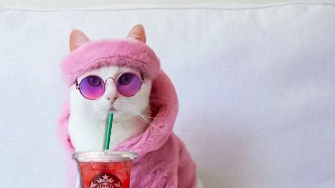 Starbucks'tan içecek almak çok havalı değil mi?