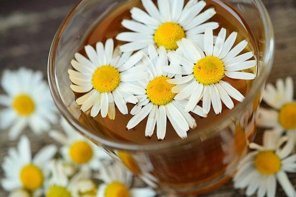 Papatya suyu nasıl hazırlanır?