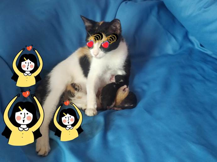 Calico Kedisi