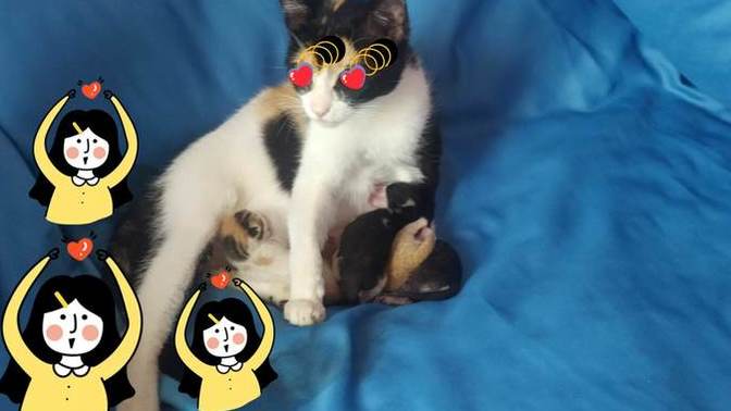 Kedi Calico türünden yavrular tek renk doğdu, normal mi bu?