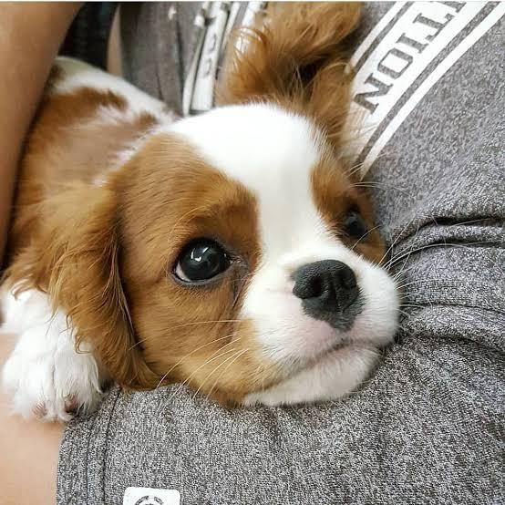 Suya düşen kediyi köpek kurtardı! Köpeklerin enn sevdiğiniz huyu ne? 🥳