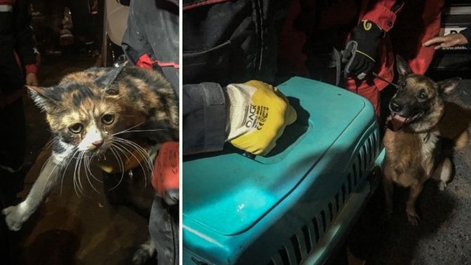 Suya düşen kediyi köpek kurtardı! Köpeklerin enn sevdiğiniz huyu ne? 🥳