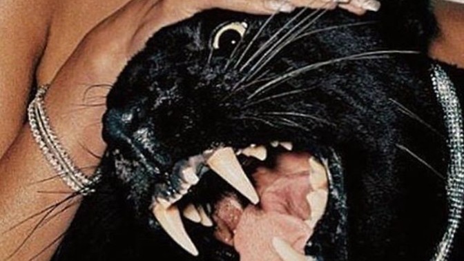 Öfkeni bir hayvana benzetecek olsaydın bu hangi hayvan olurdu 🐅😏?