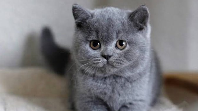 British shorthair kaç yaşında yavrular?