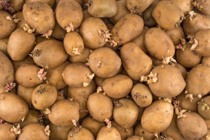 Patates alırken çimlenmiş olup olmamasına dikkat ediyor musun?