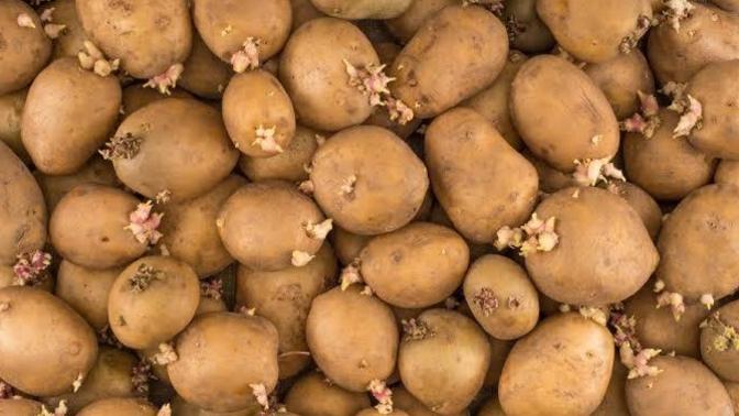 Patates alırken çimlenmiş olup olmamasına dikkat ediyor musun?