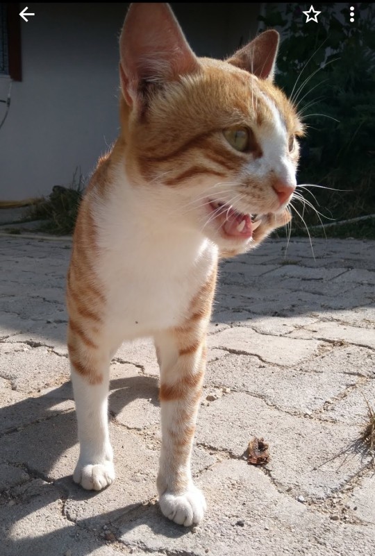 Kedileri çok korkak buluyor musunuz?