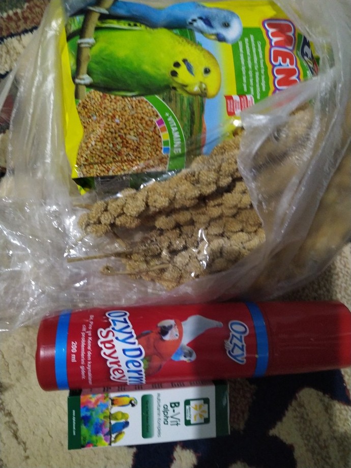 Aranızda muhabbet kuşu besleyen var mı?