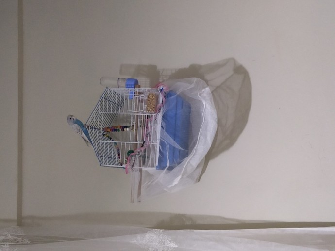 Aranızda muhabbet kuşu besleyen var mı?