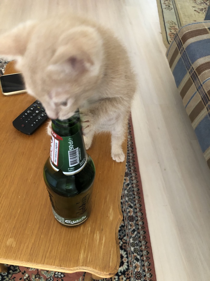 Bu kadar tatlı bir şeyi bulabilir miyim?