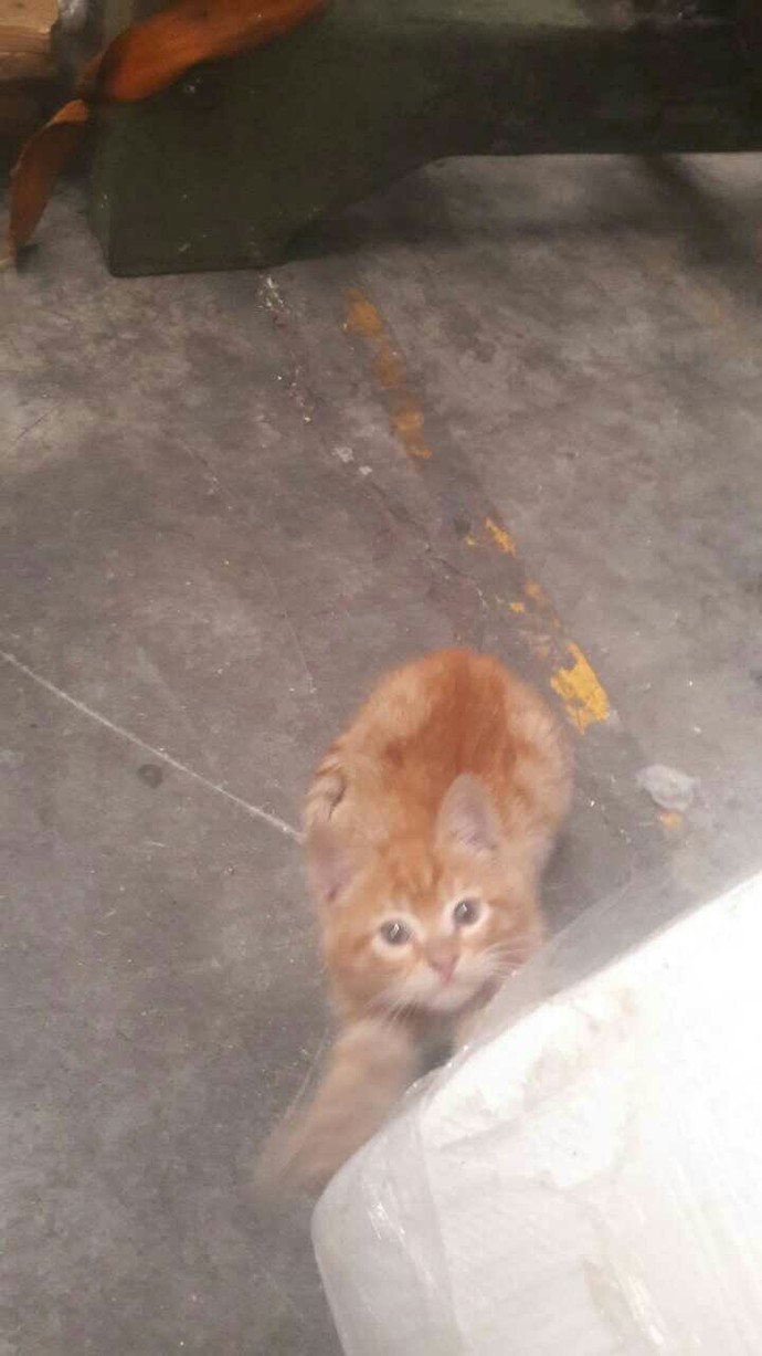 Evcil dostlarınız sizinle televizyon izler mi?