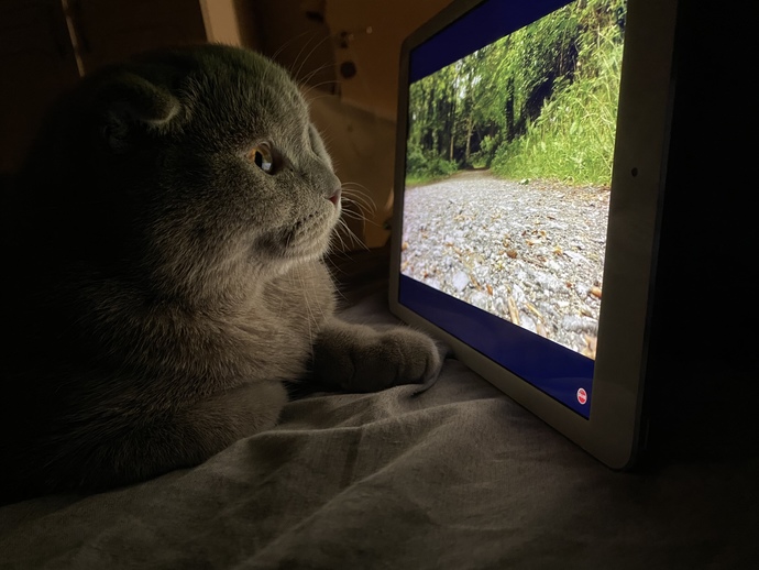 Evcil dostlarınız sizinle televizyon izler mi?