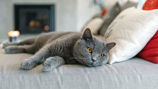 Sevgilimle birlikte kedi sahiplendik ama ayrıldık. Kedi kimde kalmalı?