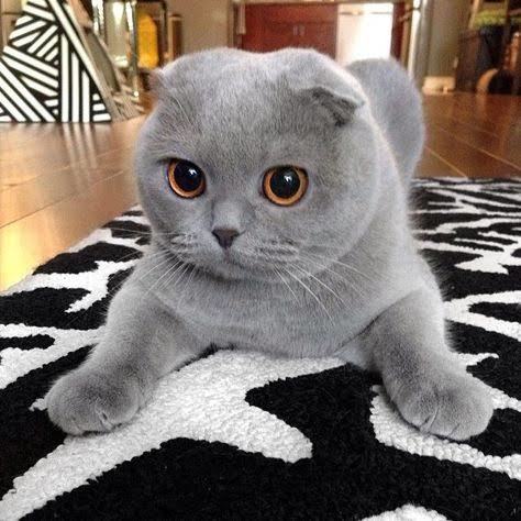 Bir kedi olsaydınız hangi cins olurdunuz?