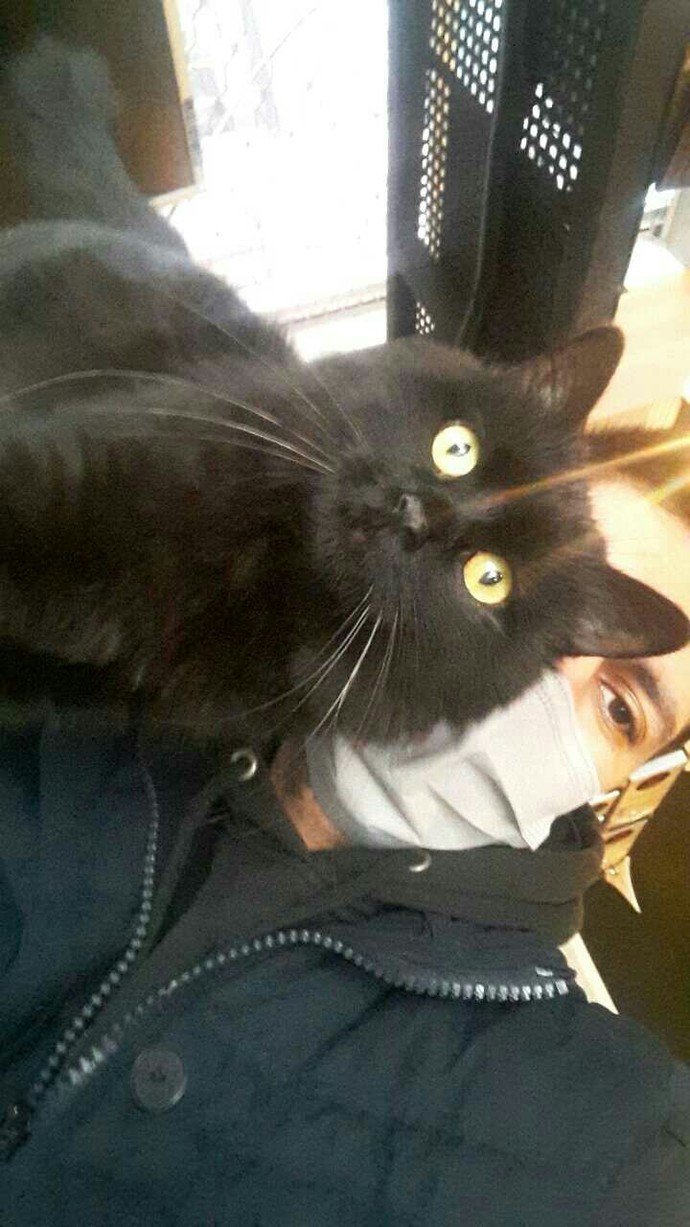 Bir kedi olsaydınız hangi cins olurdunuz?