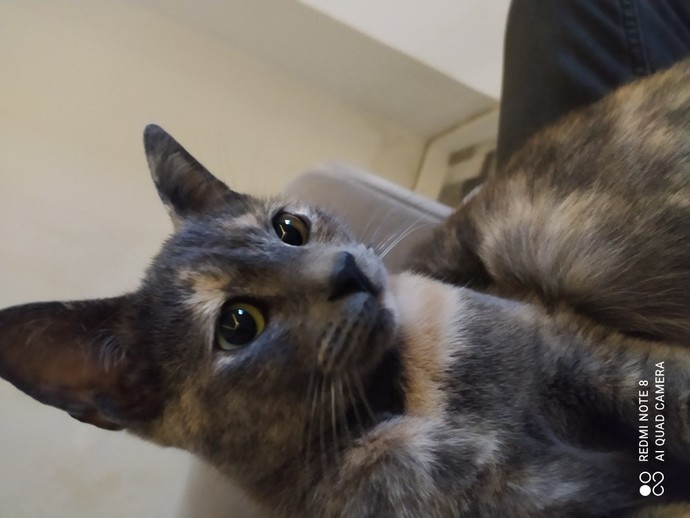Bir kedi olsaydınız hangi cins olurdunuz?
