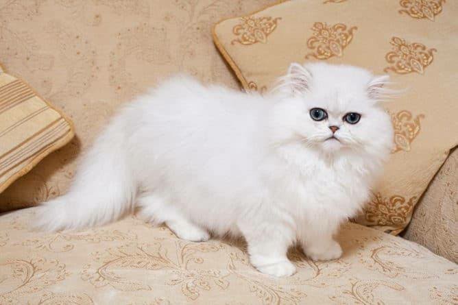 Bir kedi olsaydınız hangi cins olurdunuz?