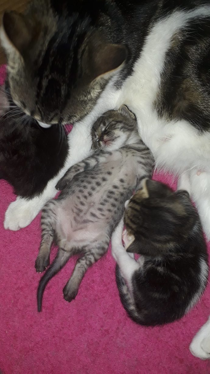 Bir kedi olsaydınız hangi cins olurdunuz?