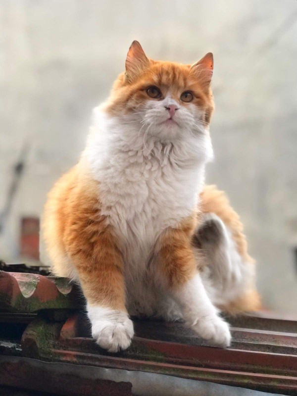 Bir kedi olsaydınız hangi cins olurdunuz?