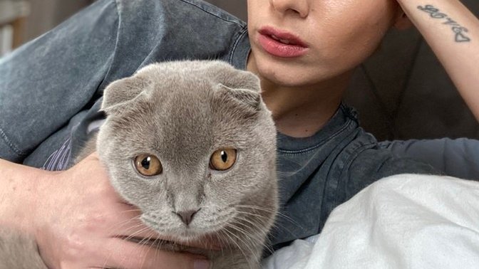 Bir kedi olsaydınız hangi cins olurdunuz?