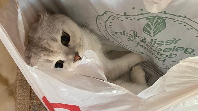 Anneme kediyi nasıl sevdirebilirim, öneriniz var mı?