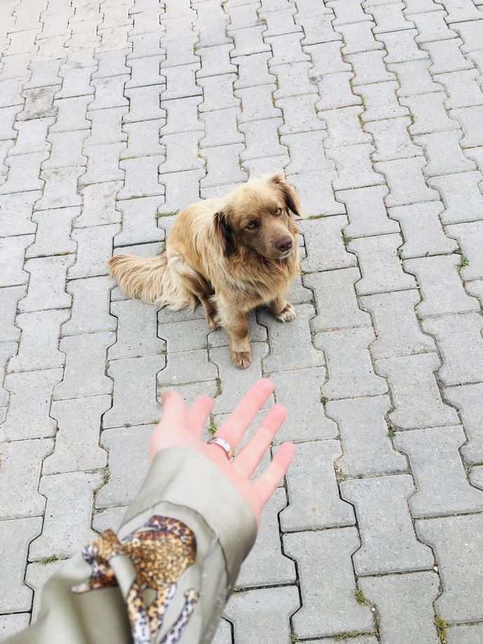 Bu köpek neden bu kadar sinirli?