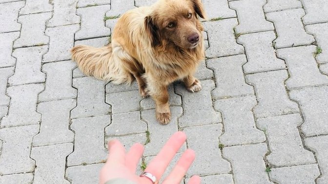 Bu köpek neden bu kadar sinirli?
