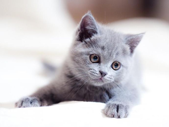 Evde kedi mi köpek mi bakmayı tercih edersiniz?
