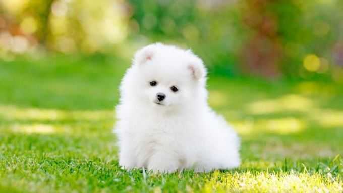 Evde kedi mi köpek mi bakmayı tercih edersiniz?