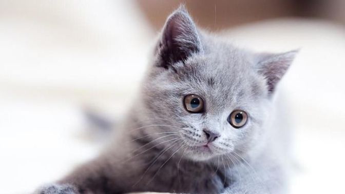 Evde kedi mi köpek mi bakmayı tercih edersiniz?