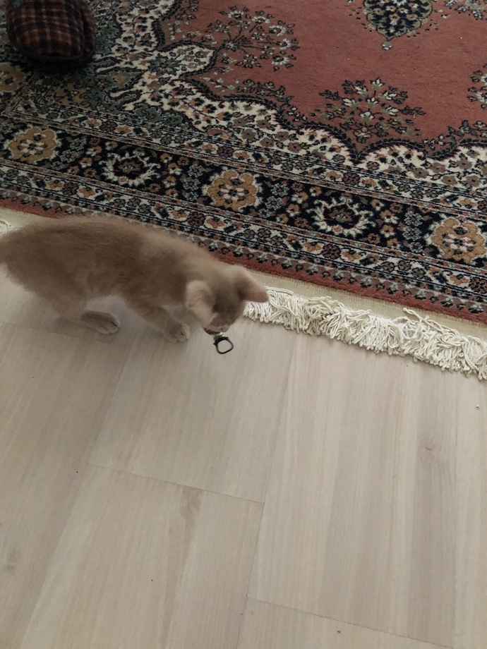 Kedim her şeyi oyuncak zannediyor, ne yapayım?