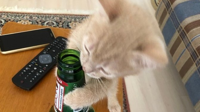 Kedim her şeyi oyuncak zannediyor, ne yapayım?