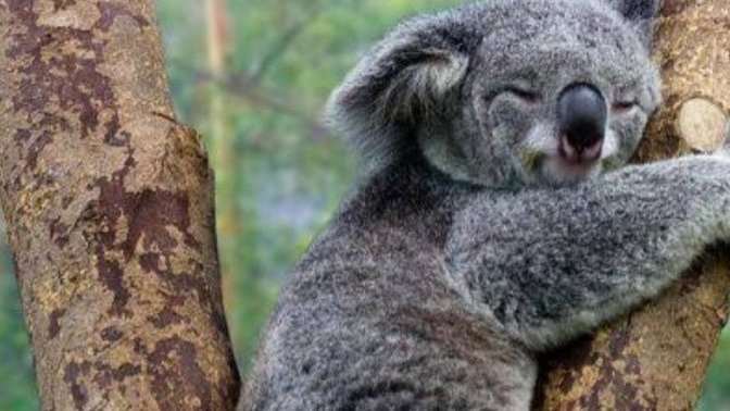 Bazen kendinizi bir koala gibi hissediyor musunuz?