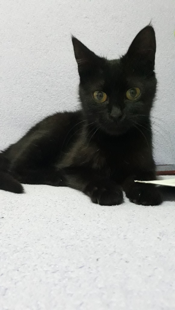 Kara kedi saçmalığına inanır mısın?