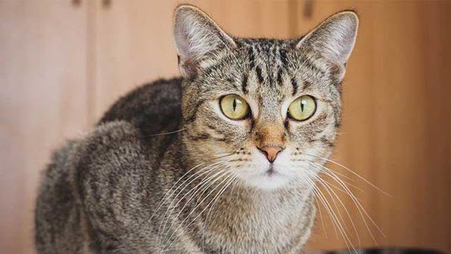 Kedi sahiplenmeyi düşünüyorum da, sizce cins kedi mi sokak kedisi mi