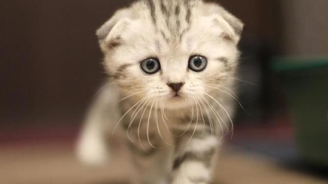 Kedi sahiplenmeyi düşünüyorum da, sizce cins kedi mi sokak kedisi mi?