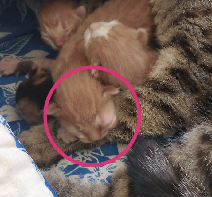 Kedimin gözü şişti, ne yapmalıyım?