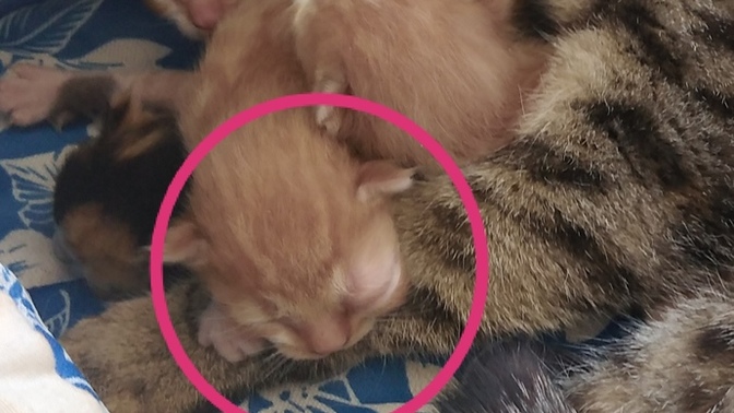 Kedimin gözü şişti, ne yapmalıyım?