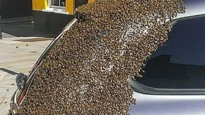 Arabanızı arılar kaplasaydı ne yapardınız?
