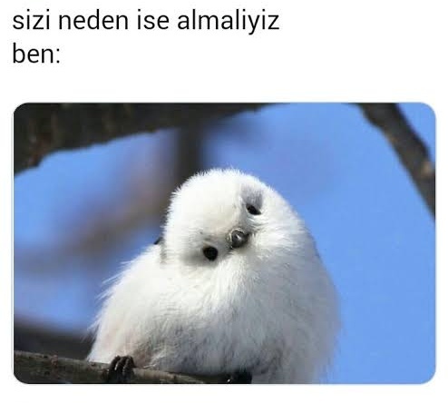 Nolur... 