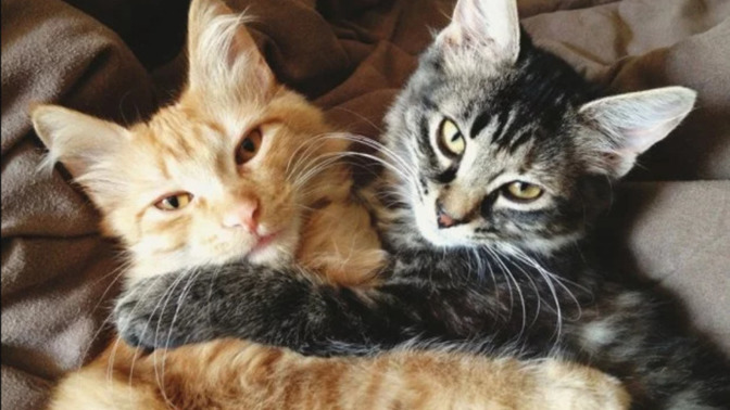 Evde iki kedi beslemek zor mu, kedinin tek olması psikolojisini bozar mı?