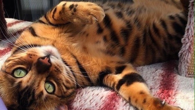 En son ne zaman bir kedi sevdiniz?
