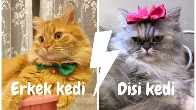 Dişi kedi mi daha uysal, erkek kedi mi?